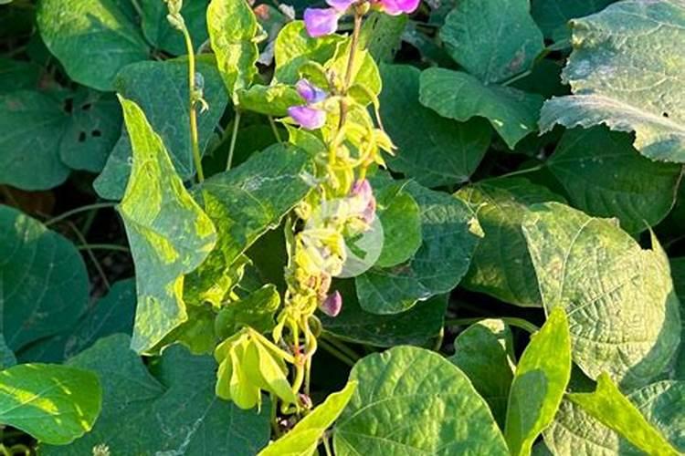 冬季白皮松上什么化肥好 白皮松适合用什么肥料