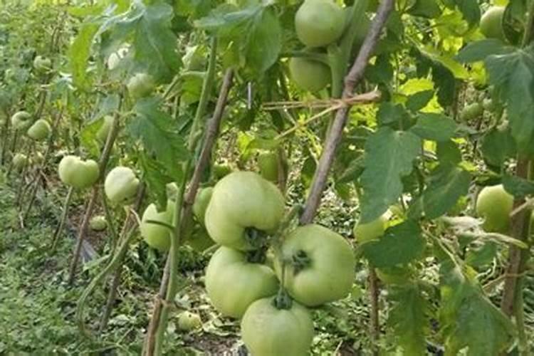 颗粒水溶肥一亩地用多少