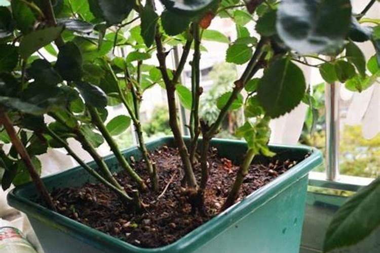 月季换盆后叶子变黄了是什么原因