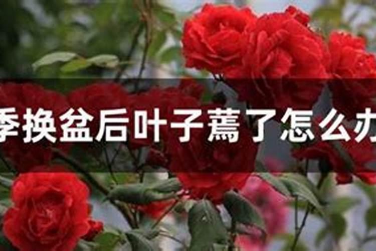 月季肥害后多久可以恢复