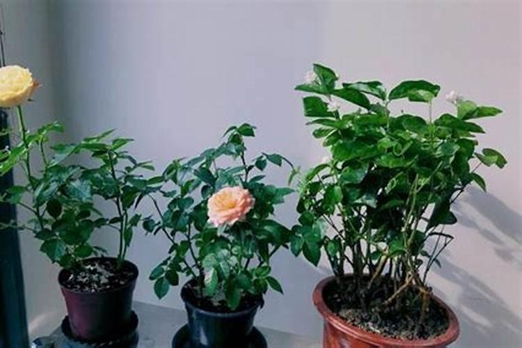 月季施肥过多症状