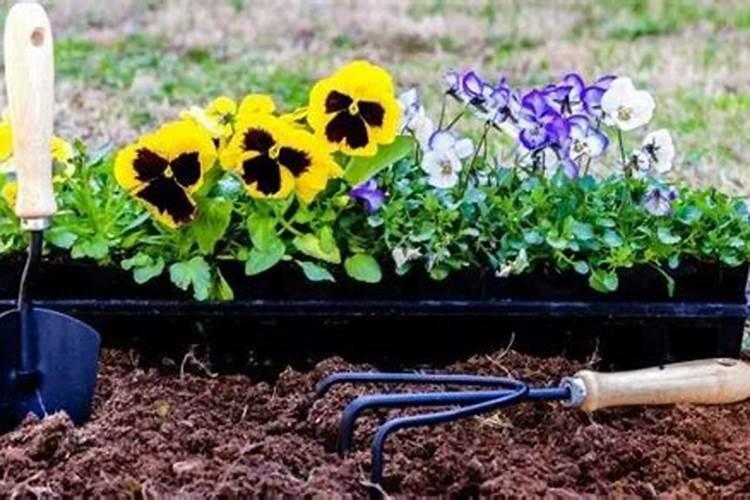 花盆板结的土壤怎样改良