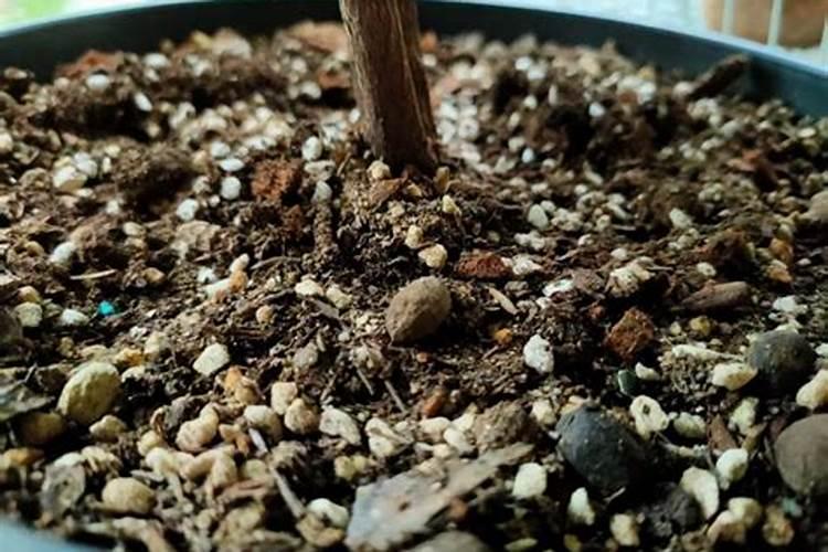 花盆土板结怎么办