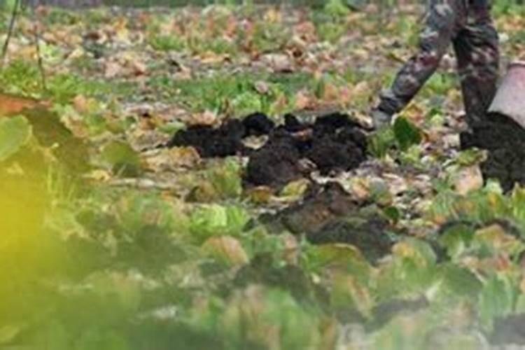 如何去除盆土中有机肥的异味