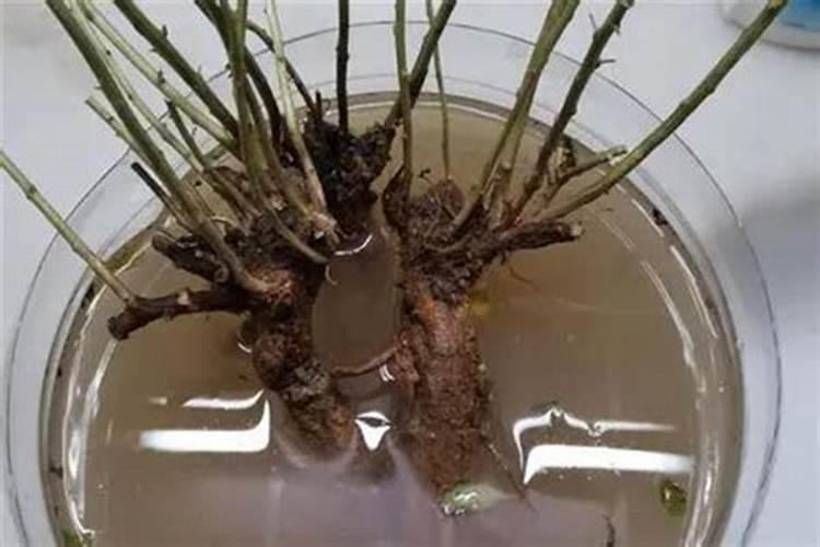 玫瑰花100%生根方法 玫瑰花养殖小技巧