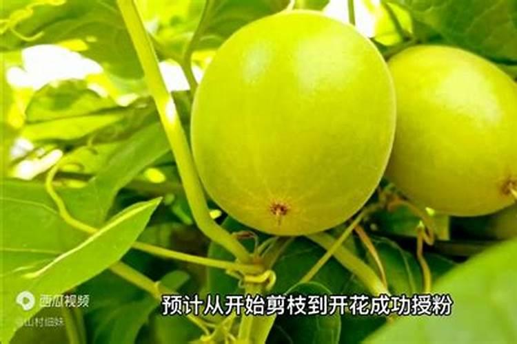 罗汉果施肥过多,造成罗汉果裂果怎么办