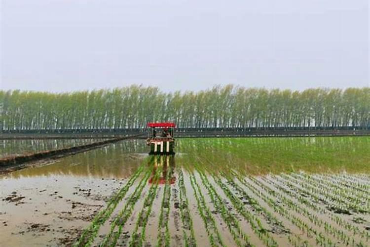 华强化工 强农工程:华强生物炭基肥新品上市,为农业注入“健康”之源...