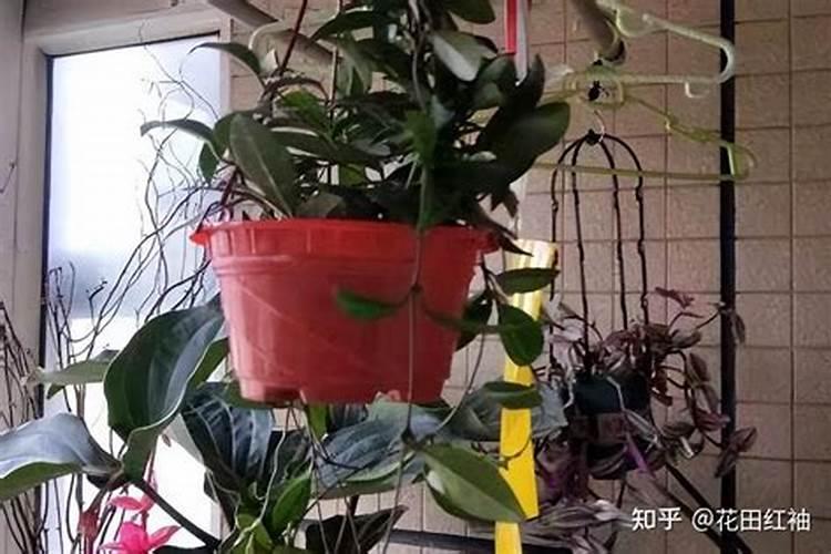 稻谷壳如何发酵做肥料