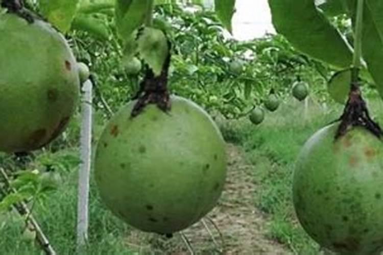 百香果施什么肥果实才能长的大