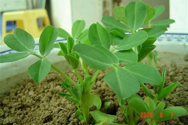 花生叶i面肥小胖墩