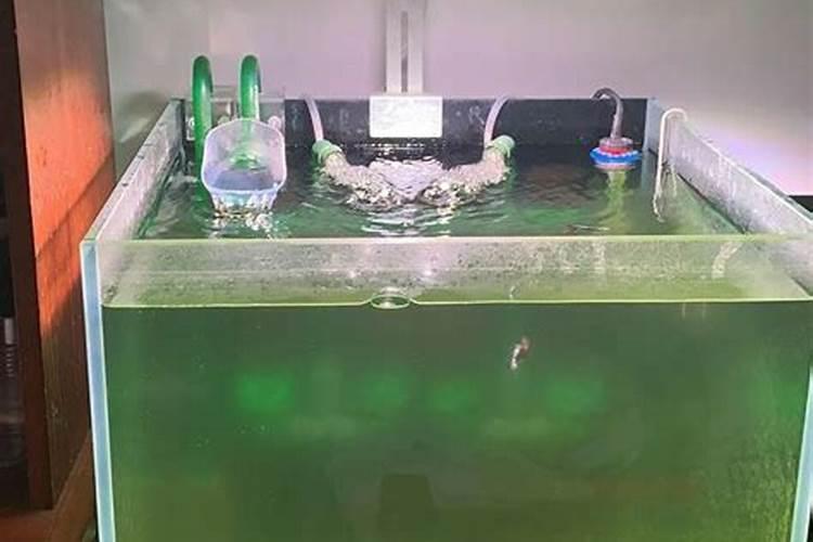 学会正确打理水培富贵竹,养其他水培植物也会事半功倍