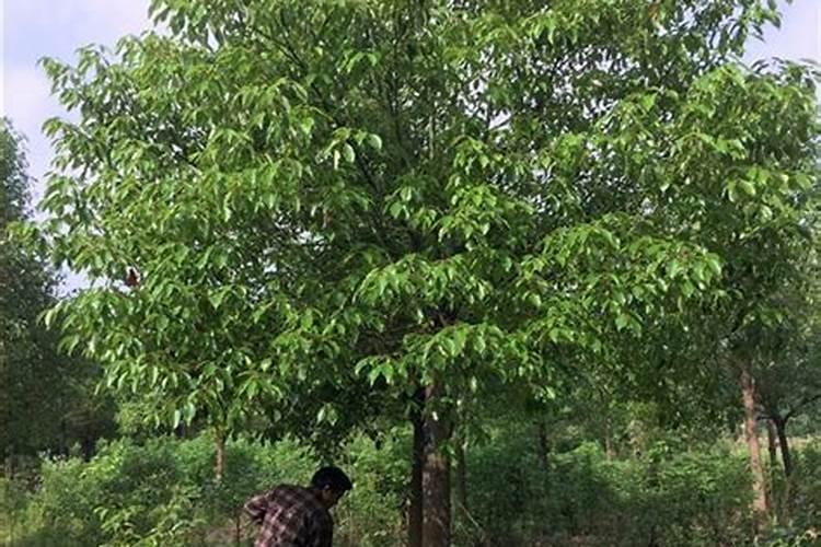 农村的高钾肥是什么肥料