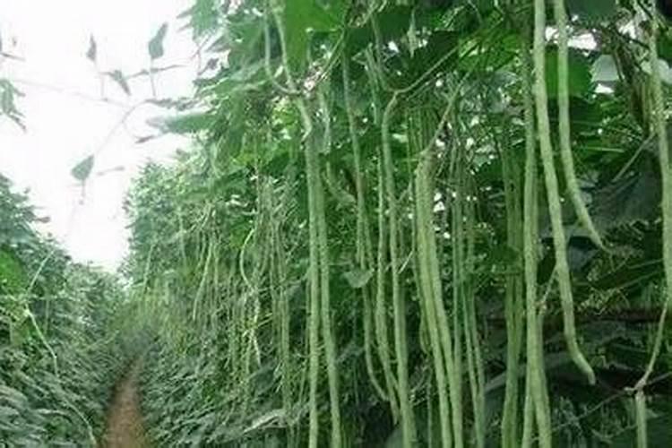 豇豆施肥的正确方法