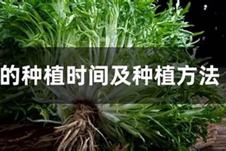 苦菊怎么种植