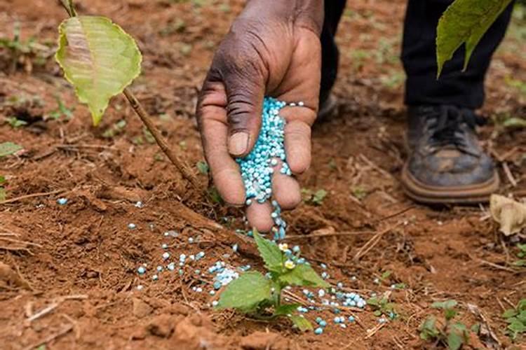 哪种肥料适合在柑橘开花时使用