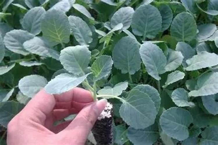 西兰花追肥用什么肥料好