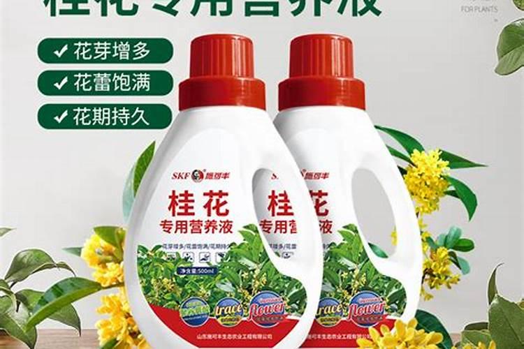 杨梅树最佳施肥时间 杨梅树什么时候施肥