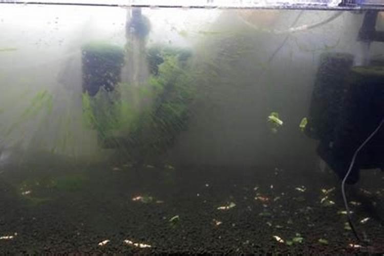 剑水蚤大量繁殖需要怎样的条件