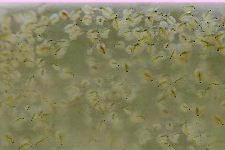 水蚤可以当肥料吗