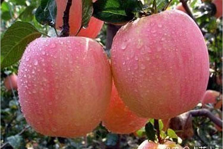 苹果树上什么肥料好