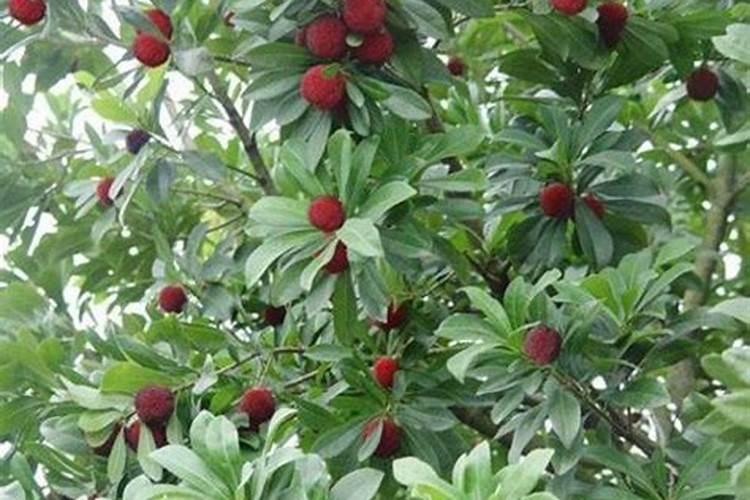 种无花果施什么肥