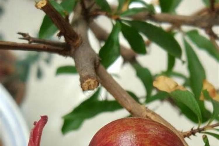 红石榴用什肥料最好