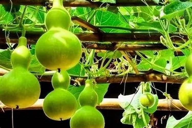 求助,小葫芦施什么肥料