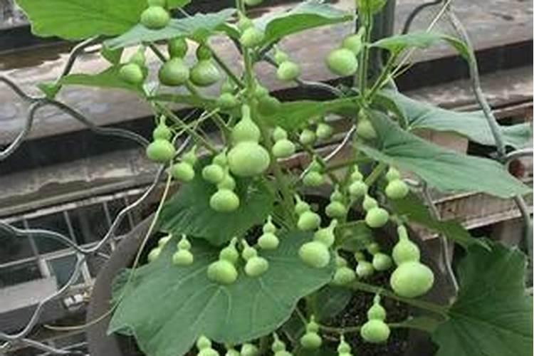 种葫芦用什么肥料好