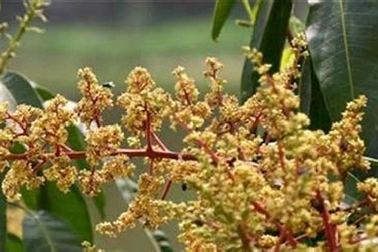 芒果开花期如何管理授粉(芒果花期栽培与管理技术要点)