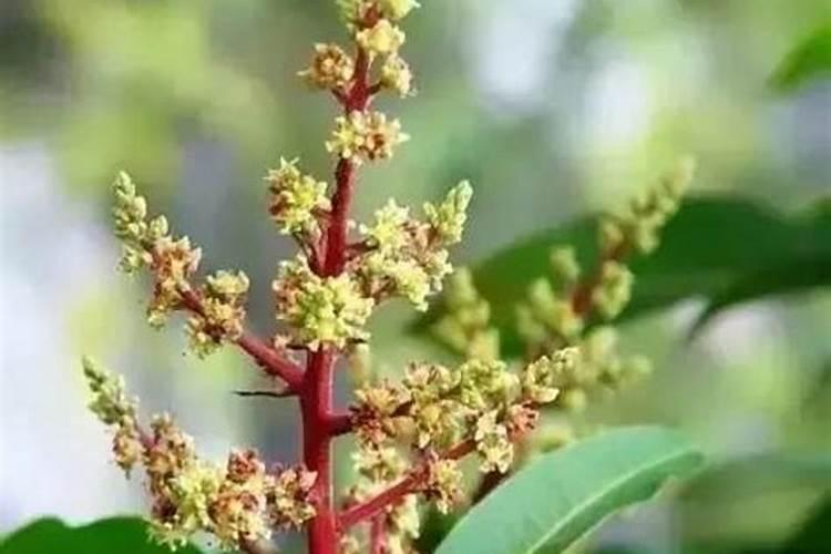 芒果花期管理技术要点