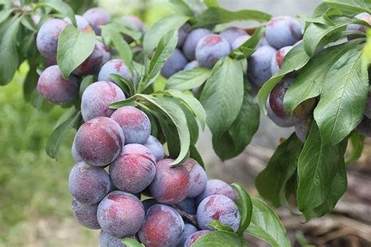 脆柿几月份施肥