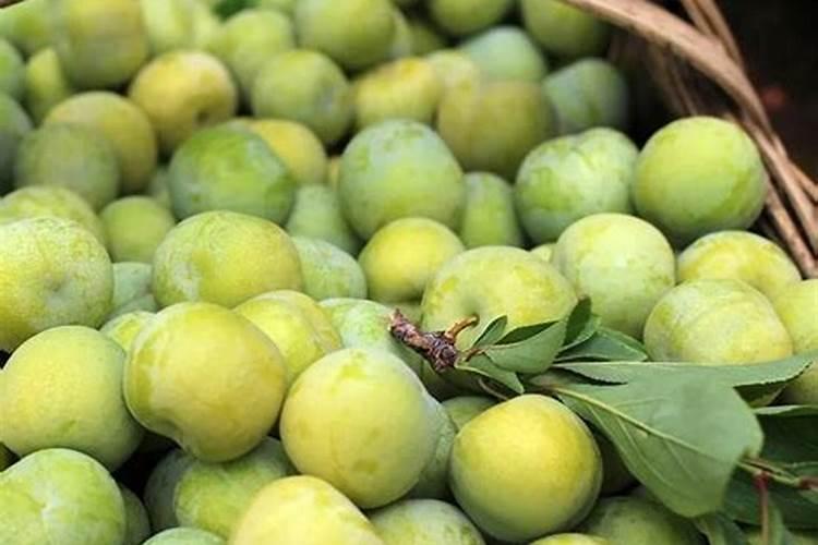 脆红李是市面上常见的一种水果,脆红李栽培管理该如何进行呢？