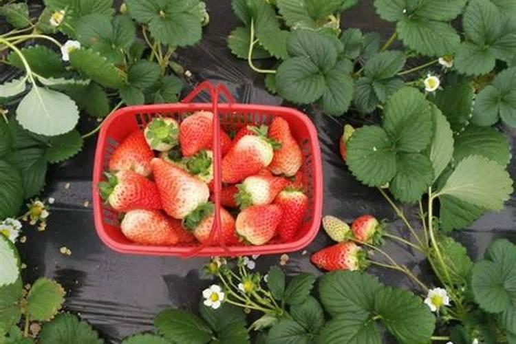 草莓移栽后如何缓苗