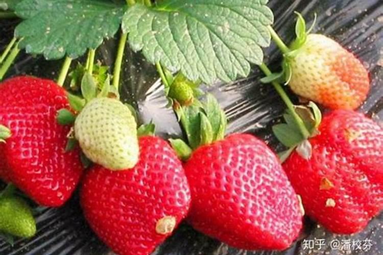 草莓生根养根用什么肥