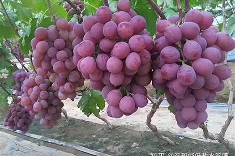 辣椒挂果施尿素能长高吗