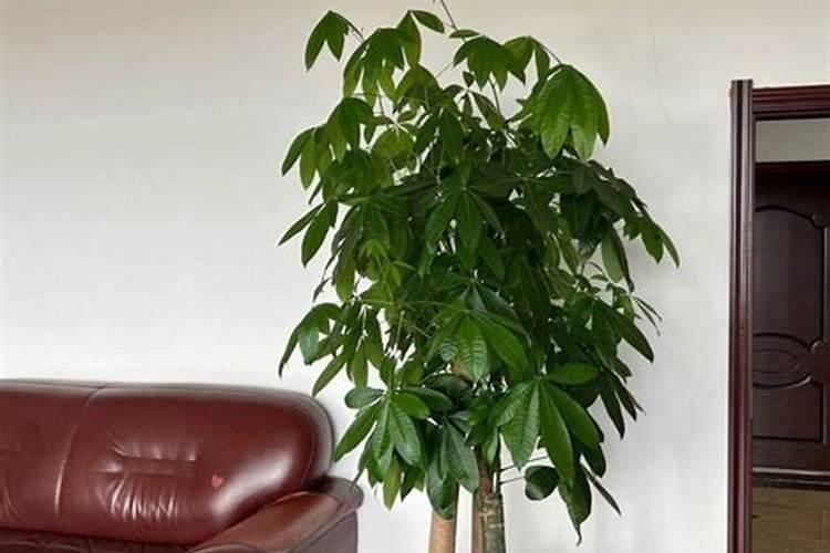 发财树多久喷一次叶面