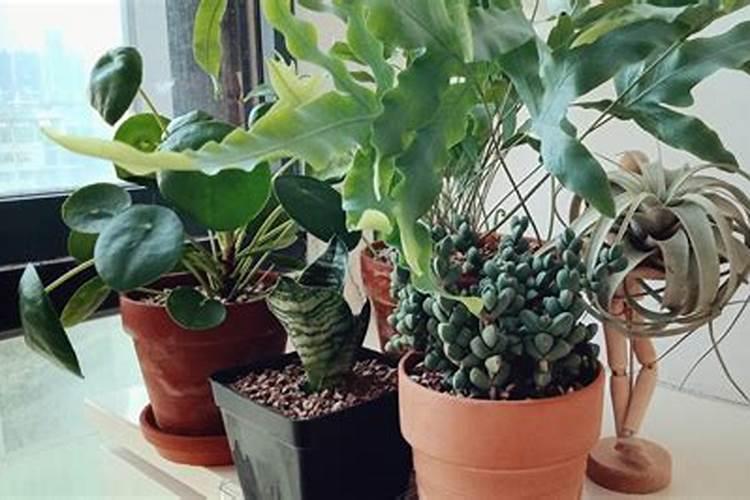 叶面肥喷施注意事项