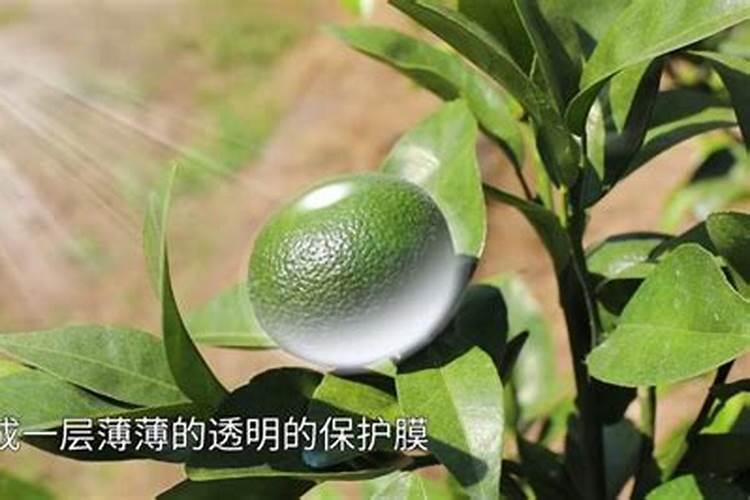 好点的葡萄叶面肥有哪些