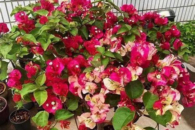 三角梅施肥什么肥最好 三角梅施哪种肥合适