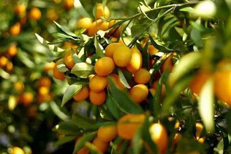柑橘结果期用什么肥料产量高？柑橘挂果期用什么冲施肥好？
