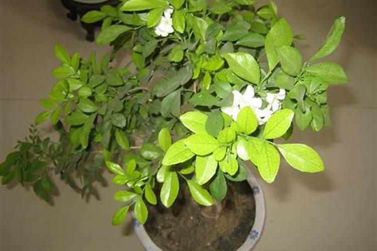 九里香冬天怎么施肥