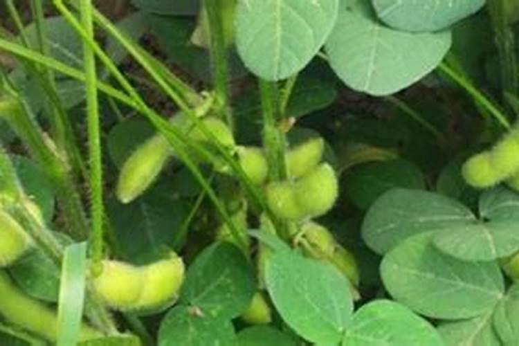 毛豆喜欢什么肥料