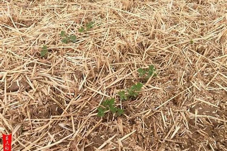 种麦茬花生用什么化肥