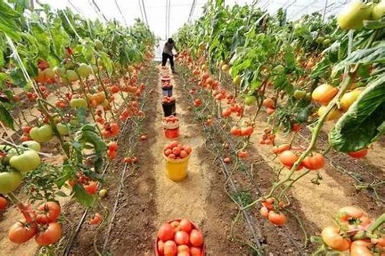 盐碱地怎么治理好？种辣椒,和西红柿齐肚病都很厉害。