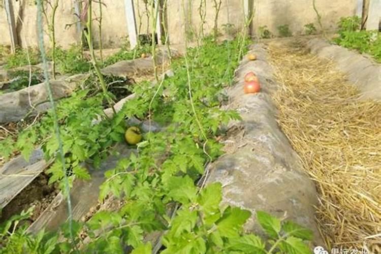 丝瓜、黄瓜、辣椒、西红柿这几种蔬菜刚长出3、4片真叶,要不要施肥？应...