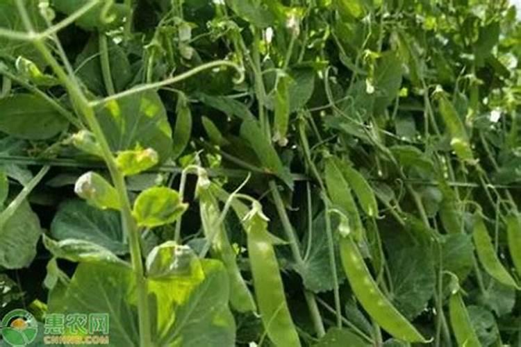 吃豌豆可以补钙防高血压你知道吗