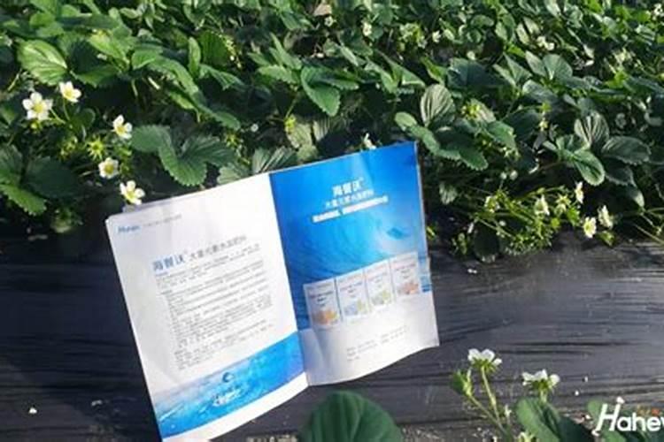 草莓冲什么能增加甜度