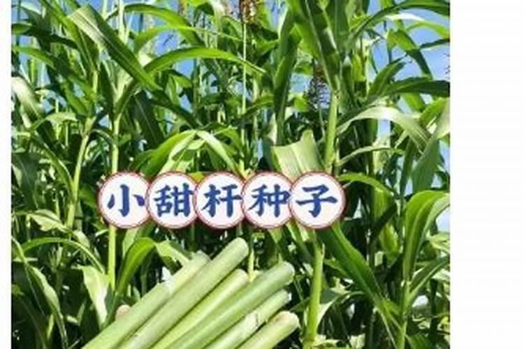 甜杆种植时间和方法