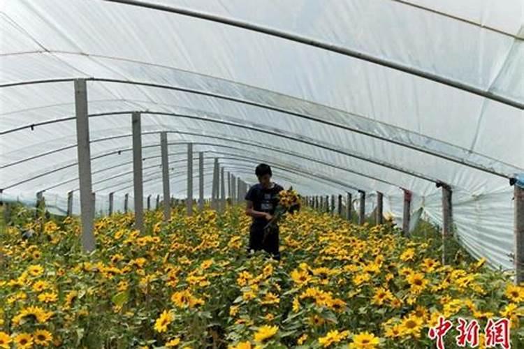 向日葵怎样进行追肥与施肥？