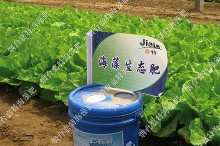 海藻肥的分类有哪些,有哪些优势